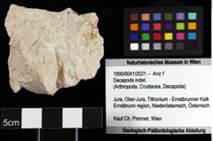 Foto (Objket + Etiketten) von Decapoda indet. 